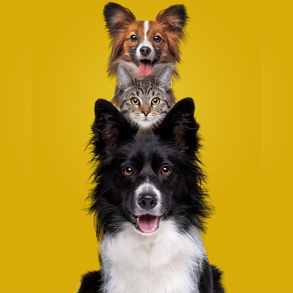 Pet Products